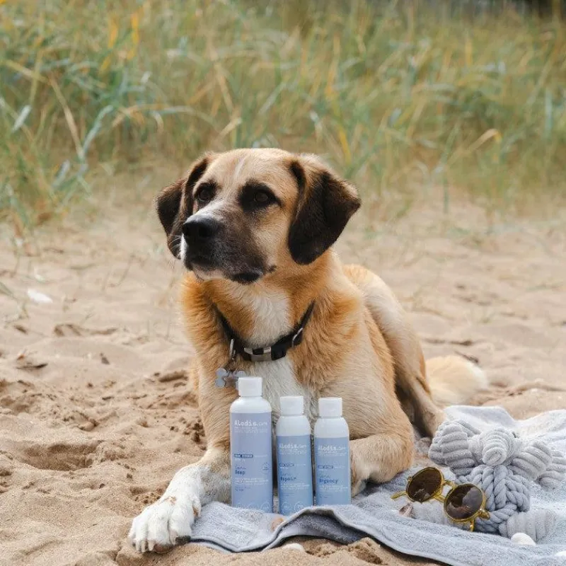 Anti-Inflammatoires*Alodis Care - Baume après choc pour chiens Cani Urgency