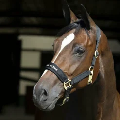 Hot - Licol Werano Licols Poneys|Licols En Nylon