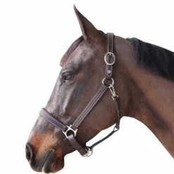 Outlet - Licol cheval marron Élevage|Licols En Cuir
