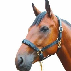 Élevage|Licols En Cuir*Canter - Licol cuir Noir