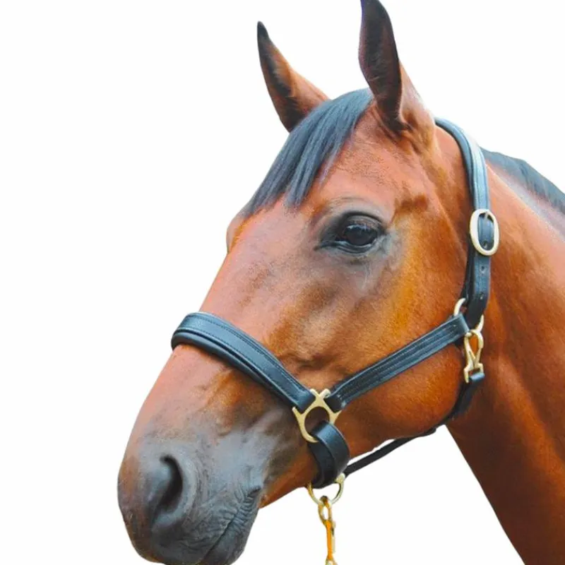 Élevage|Licols En Cuir*Canter - Licol cuir Noir