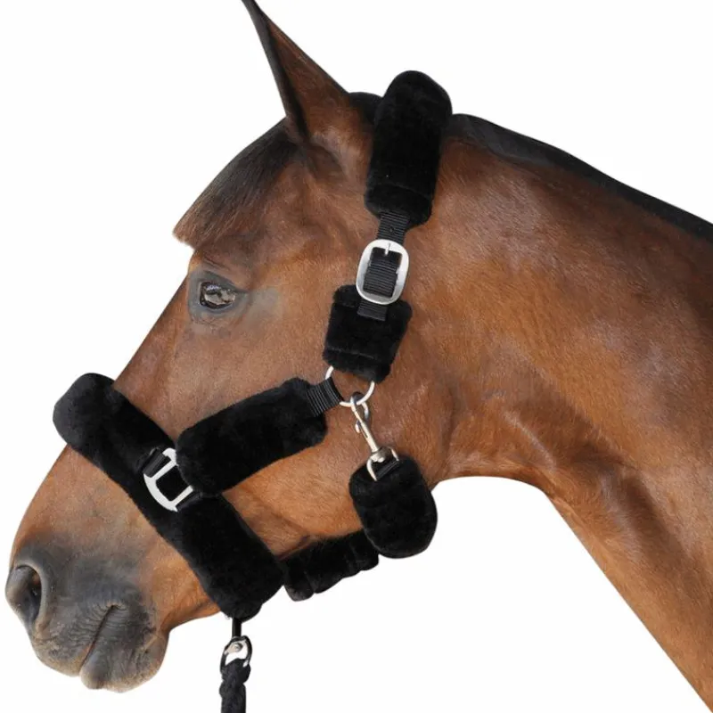 Best - Licol de transport noir Licols Poneys