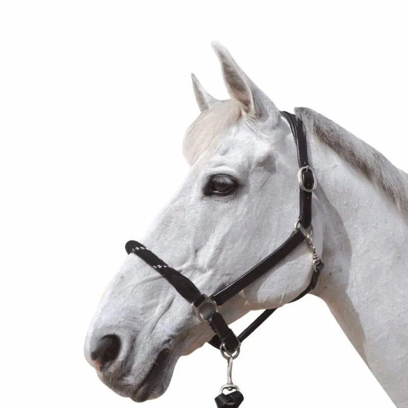 Licols Poneys|Licols En Cuir*Canter - Licol en corde bouclerie argent / argent Noir