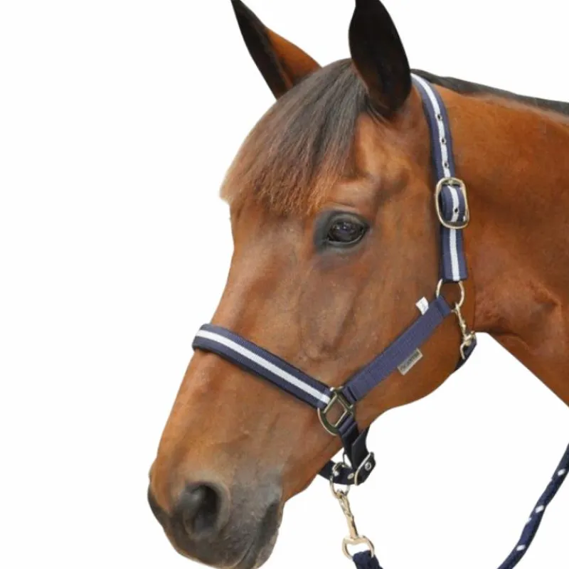 - Licol et longe nylon / argent Élevage|Licols Poneys