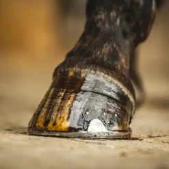Online - Huile pour sabots à l'arbre de thé Huiles Pour Sabots