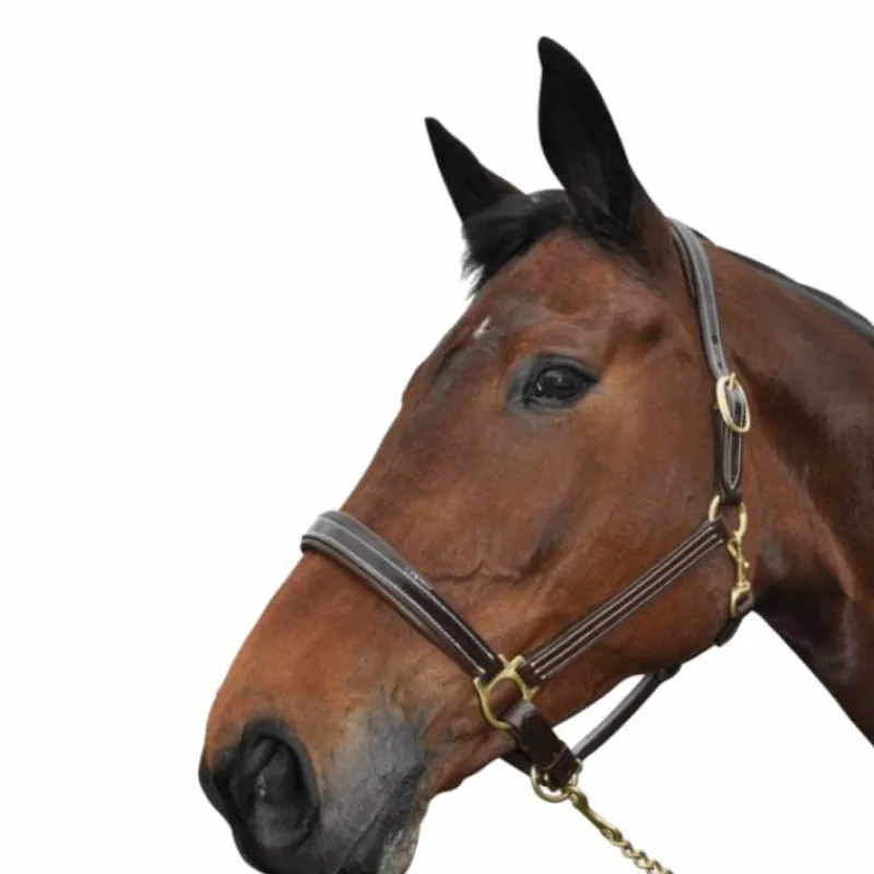 New - Licol cheval Bright cuir doublé Élevage|Licols En Cuir