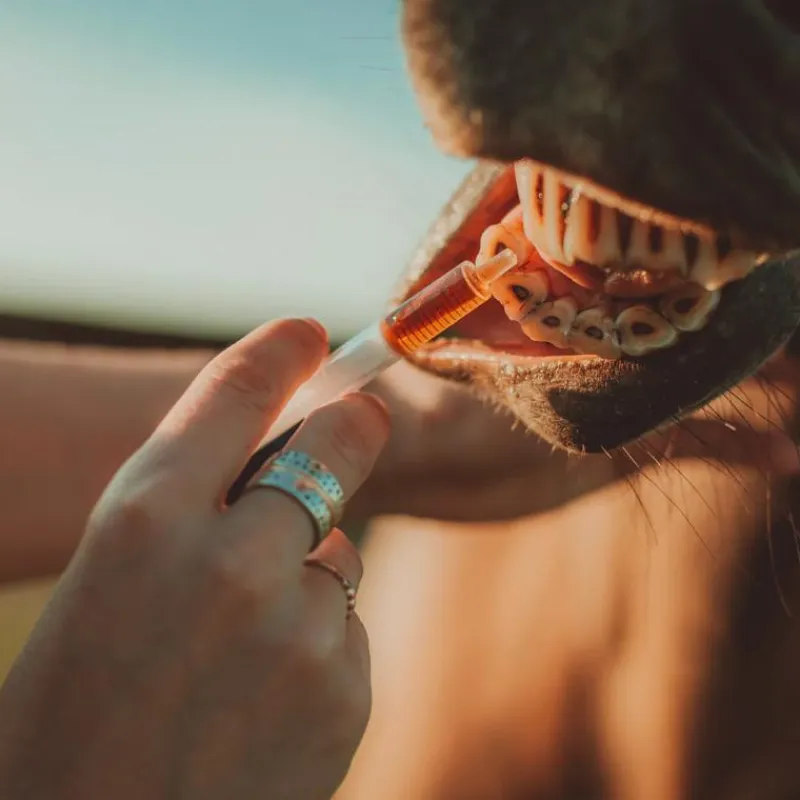 Best - Complément alimentaire pour chevaux soutien rénal Reins