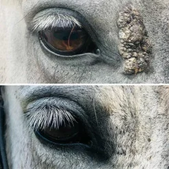 Sale - Huile excroissance cutanée Verrues Et Sarcoïdes
