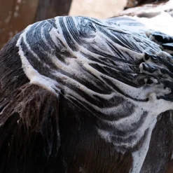 Sale - Shampoing pour chevaux anti-démangeaisons Shampoings Pour Chevaux