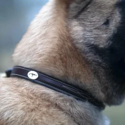 Clearance - Collier pour chien Fancy brun Colliers