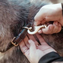 Clearance - Collier pour chien Fancy brun Colliers