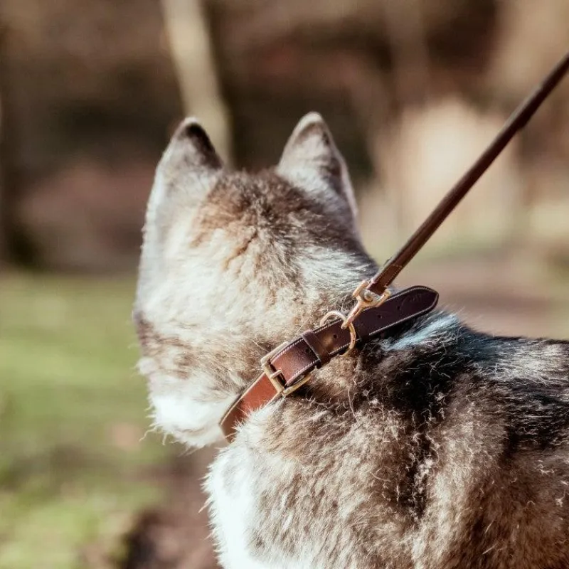 Online - Collier pour chien cuir Plat brun Colliers