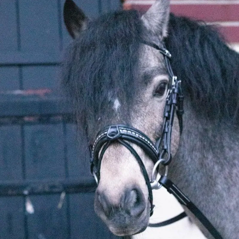 Bridons Poneys|Bridons*Eden by Pénélope - Bridon Eden avec rênes Noir