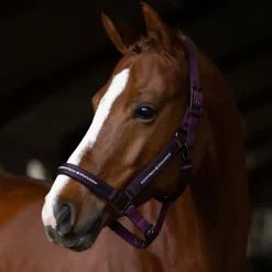 Sale - Licol et longe Black Raven Licols Poneys