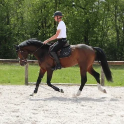 New - Bonnet Kim Bonnets Pour Chevaux|Cso