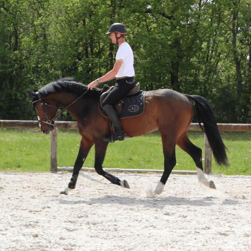 New - Bonnet Kim Bonnets Pour Chevaux|Cso