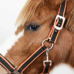 Licols Poneys|Ensembles Licols Et Longes*Equithème - Licol + longe Satiné noir/ Orange