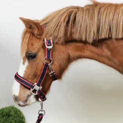 Licols Poneys|Ensembles Licols Et Longes*Equithème - Licol + longe Satiné /fuchsia Marine