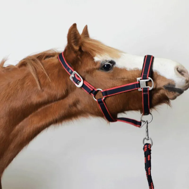 Licols Poneys|Ensembles Licols Et Longes*Equithème - Licol + longe Satiné /fuchsia Marine