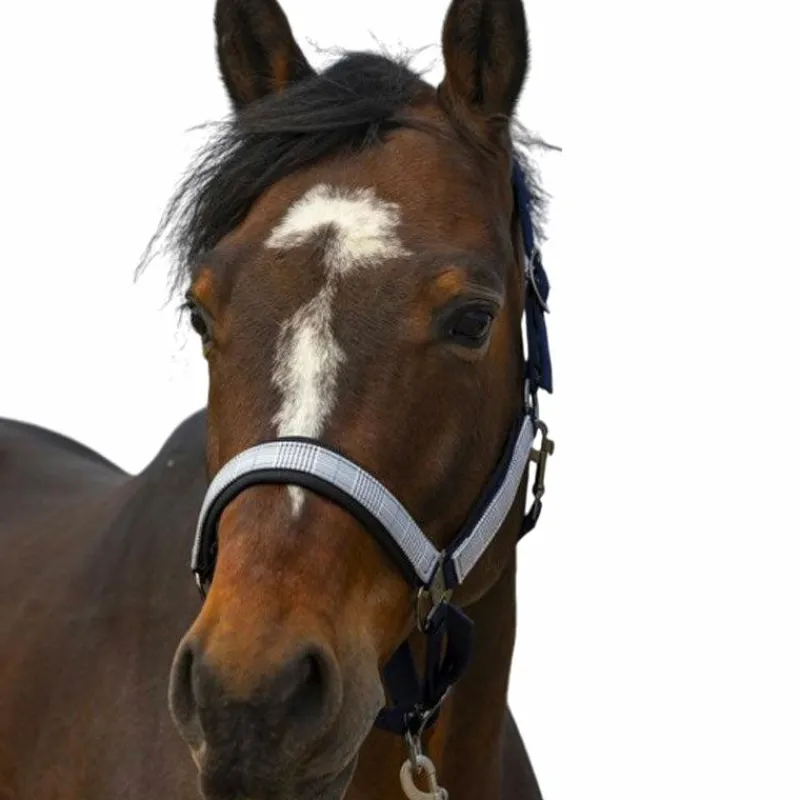 New - Licol nylon Check / noir Licols Poneys