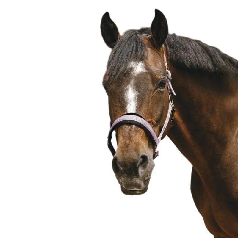 Licols Poneys*Equithème - Licol Nylon Jacquard Rose