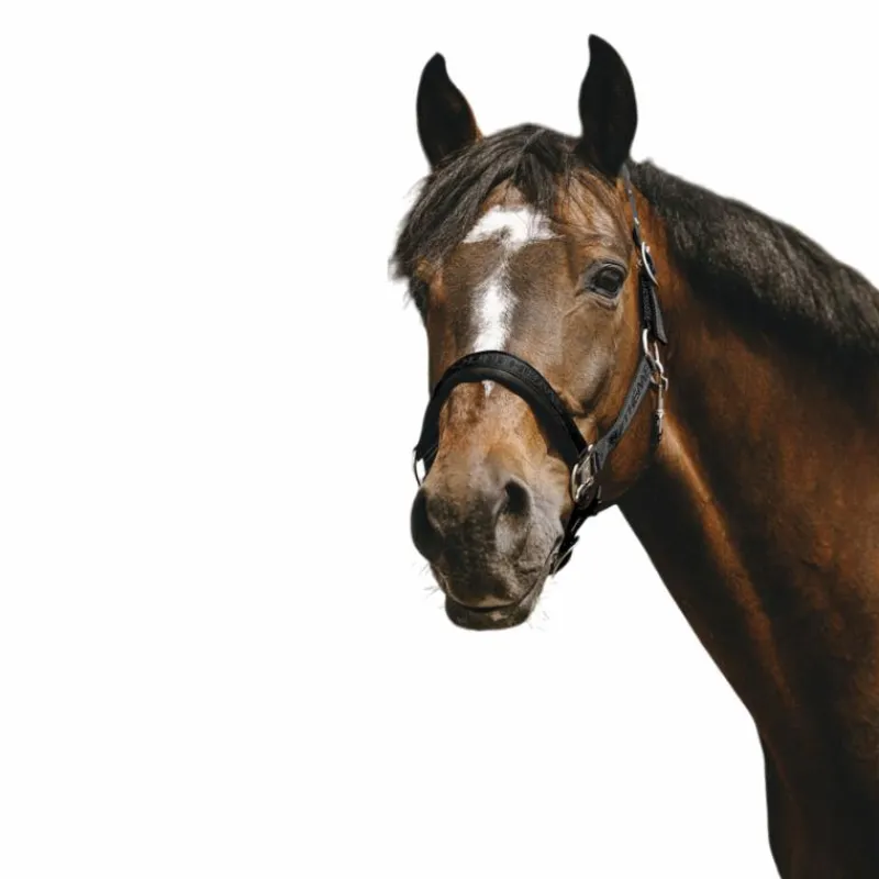 Licols Poneys*Equithème - Licol Nylon Jacquard Noir