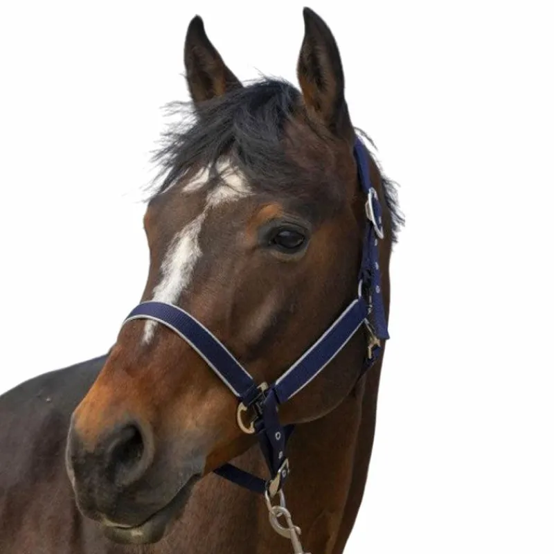 Licols Poneys*Equithème - Licol nylon Light Marine