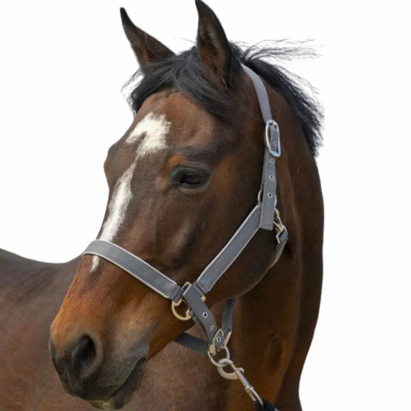 Licols Poneys*Equithème - Licol nylon Light Gris