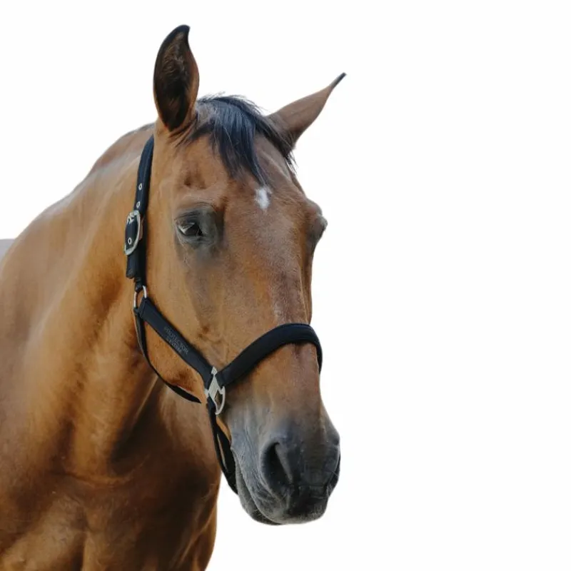 Licols Poneys*Equithème - Licol Nylon Protector Noir