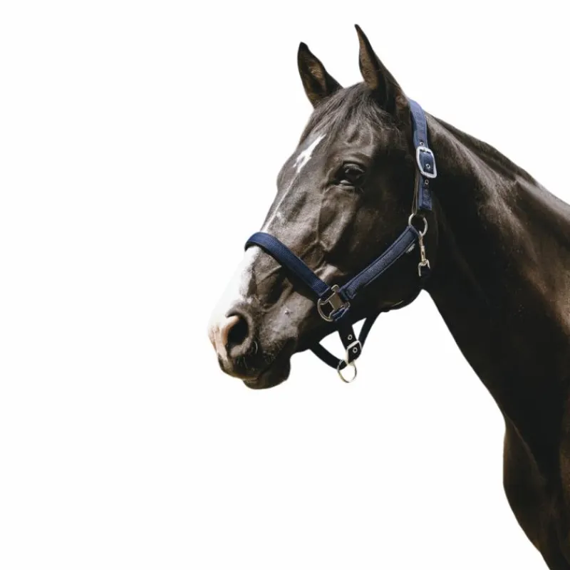 Licols Poneys*Equithème - Licol Nylon Protector Marine