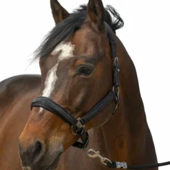 Licols Poneys*Equithème - Licol nylon Strass Noir