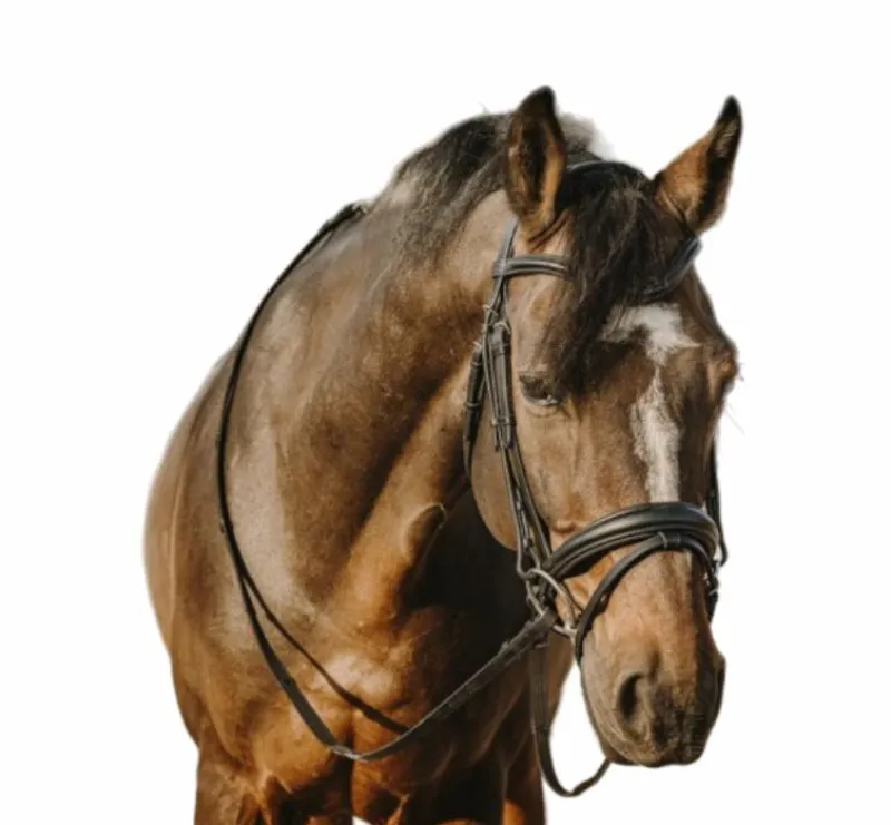 Bridons*Eric Thomas - Bridon bat Noir