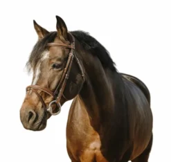 Clearance - Bridon Crown Bridons