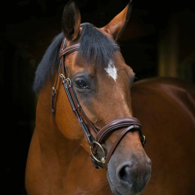 Cso|Bridons*Eric Thomas - Bridon Wave Havane