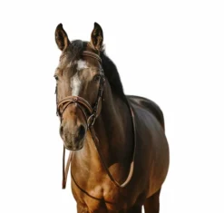 Discount - Bridon Work Bridons Poneys|Bridons