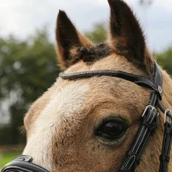 Discount - Bridon Doha avec rênes Bridons Poneys|Bridons