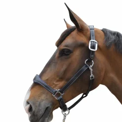 Discount - Licol cheval Cuir Paris /marine Élevage|Licols Poneys