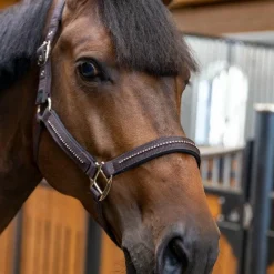 Clearance - Ensemble licol et longe Amour cacao Licols Poneys|Ensembles Licols Et Longes