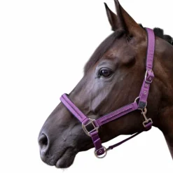 Licols Poneys|Ensembles Licols Et Longes*Harcour - Ensemble licol et longe Amour figue Violet