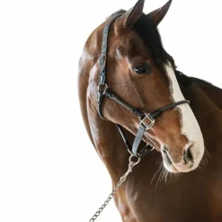 Licols Poneys*Harcour - Licol pour chevaux Honey foncé Gris