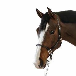 Licols Poneys*Harcour - Licol pour chevaux Honey foncé Gris