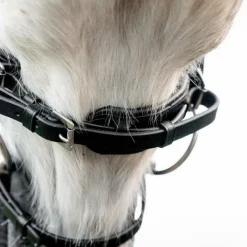 Best - Bridon Dressage Pony Flash Bridons
