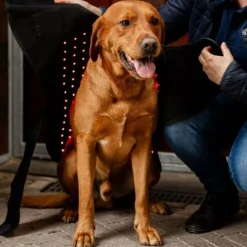 Discount - Couverture pour chien thérapeutique lumière rouge LED Manteaux