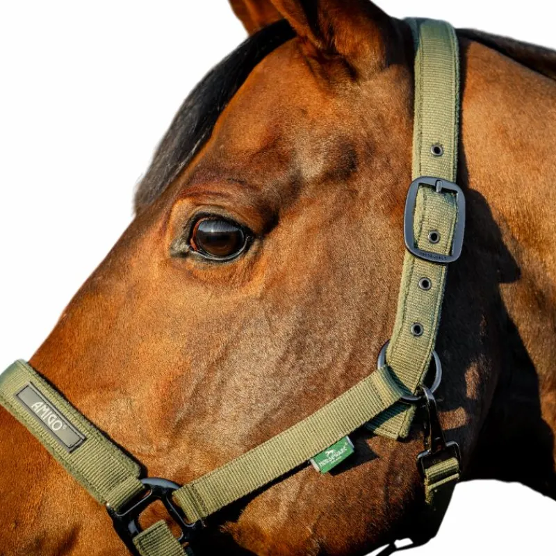 Licols Poneys|Ensembles Licols Et Longes*Horseware - Licol et longe Amigo bramble Vert