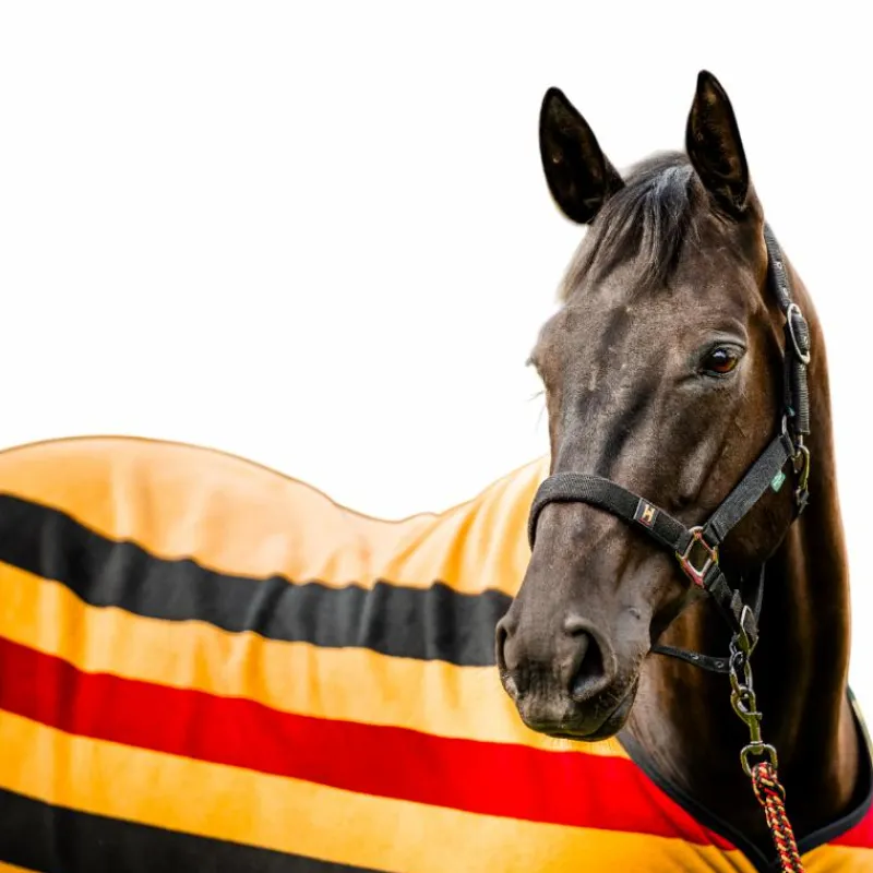 Licols Poneys|Ensembles Licols Et Longes*Horseware - Licol et longe Newmarket witney gold Jaune