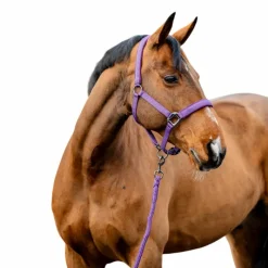 Licols Poneys|Ensembles Licols Et Longes*Horseware - Licol et longe Amigo winterberry Violet