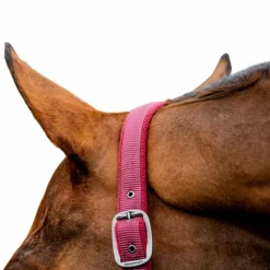 Licols Poneys|Ensembles Licols Et Longes*Horseware - Licol et longe Amigo mulberry Rouge