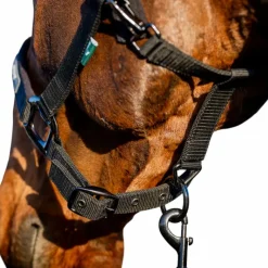 Hot - Licol et longe Amigo Licols Poneys|Ensembles Licols Et Longes