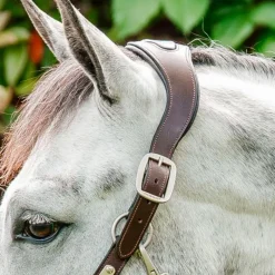 Online - Licol pour chevaux Signature Tressé marron/ marine/ hunter green Licols Poneys