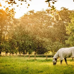 Best - Masque anti-mouches Newmarket witney charcoal Masques Anti-Mouches Poneys|Masques Anti-Mouches